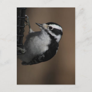 Downy Woodpecker postcard