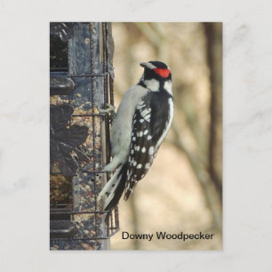 Downy Woodpecker Postcard