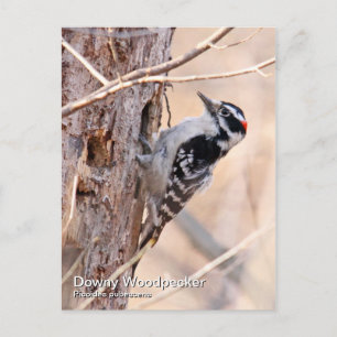 Downy Woodpecker Postcard