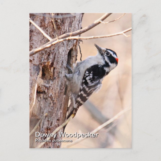 Downy Woodpecker Postcard (Front)