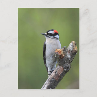 Downy Woodpecker Postcard
