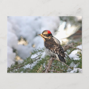 Downy Woodpecker Postcard