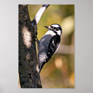 Downy Woodpecker Poster