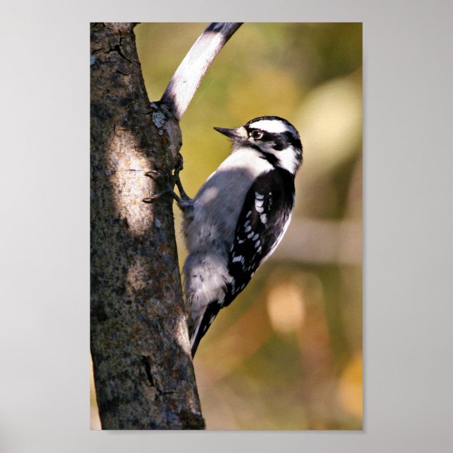 Downy Woodpecker Poster (Front)