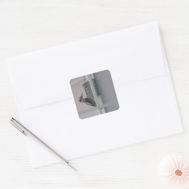 Downy Woodpecker Stickers (Envelope)