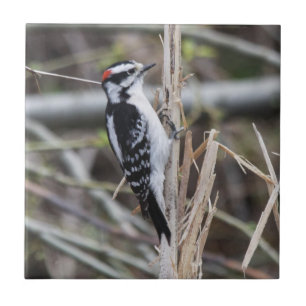 Downy Woodpecker Tile