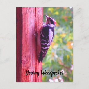 Downy Woodpecker Young Male Bird Canada Postcard