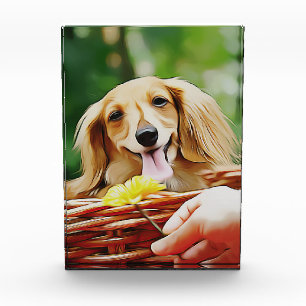 Doxie Person Hand Showing A Flower To A Dachshund Photo Block