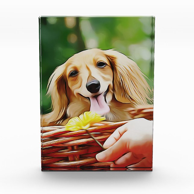 Doxie Person Hand Showing A Flower To A Dachshund  Photo Block (Front)