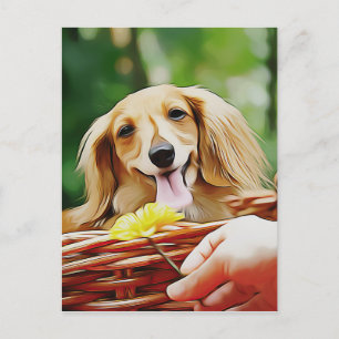 Doxie Person Hand Showing A Flower To A Dachshund Postcard