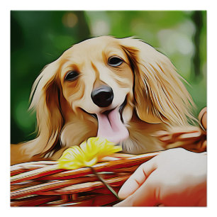 Doxie Person Hand Showing A Flower To A Dachshund Poster
