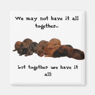 Doxie pups, We may not have it all together...,... Magnet