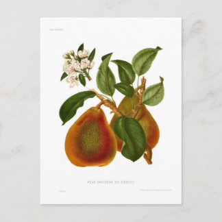 Doyenne du Comice Pear Postcard
