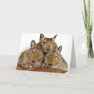 Dozing Degu Trio Card
