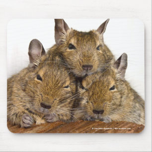 Dozing Degu Trio Mouse Mat