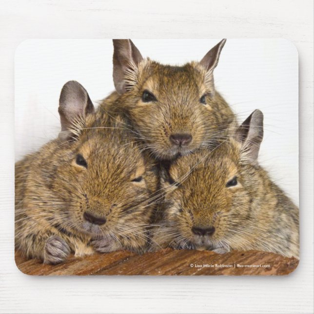 Dozing Degu Trio Mouse Mat (Front)