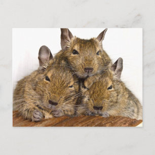 Dozing Degu Trio Postcards