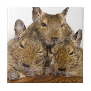 Dozing Degu Trio Tile