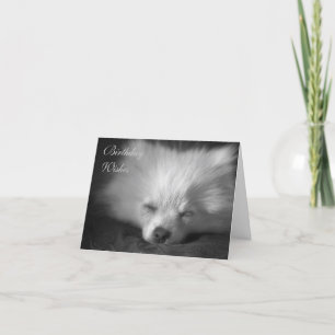 Dozing Pomeranian Card