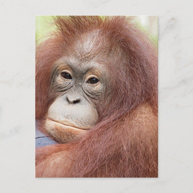 Dr. Ann the Orangutan Postcard (Front)