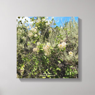 Dr. Seuss Flowers Canvas Print