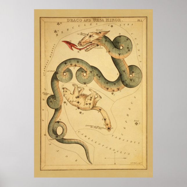 Draco the Dragon - Vintage Astronomical Star Chart (Front)