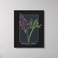 Dracunculus Vulgaris spring flower red black green