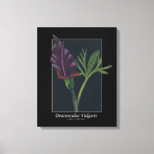 Dracunculus Vulgaris spring flower red black green Canvas Print