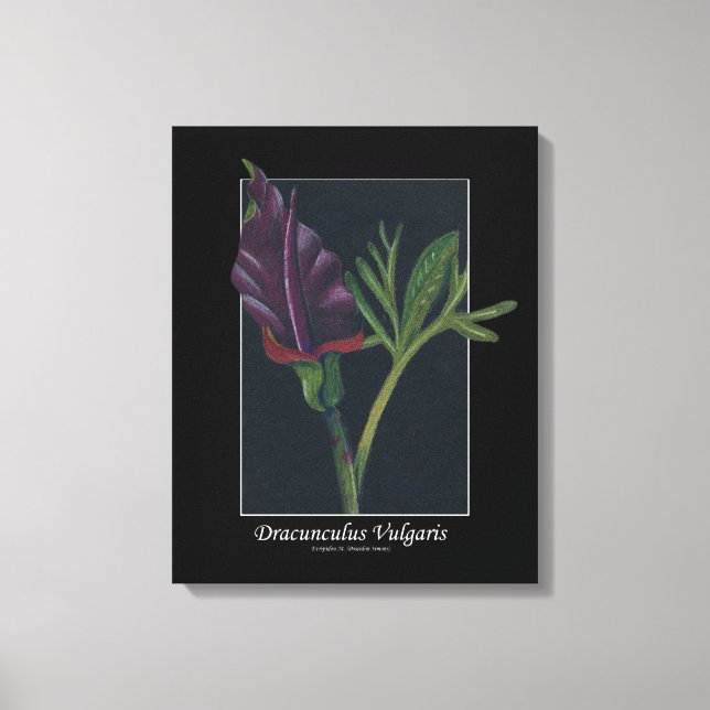 Dracunculus Vulgaris spring flower red black green Canvas Print (Front)