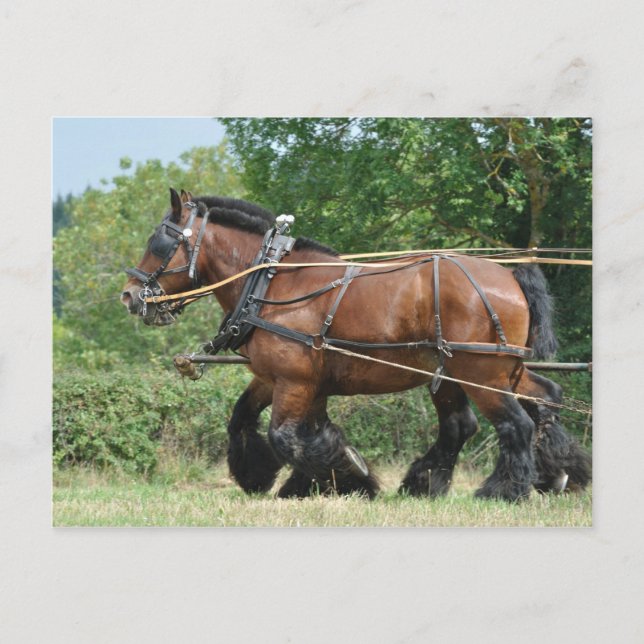 Draft horses in harness postcard (Front)