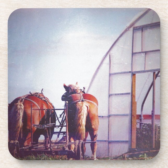Draft Horses Ready For Work Coaster (Front)