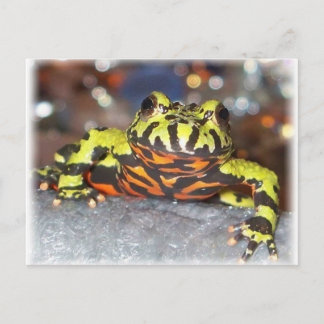 Drago Oriental Fire Belly Toad Postcards