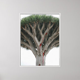 Dragon Blood Tree Mystic Surreal Nature Landscape Canvas Print