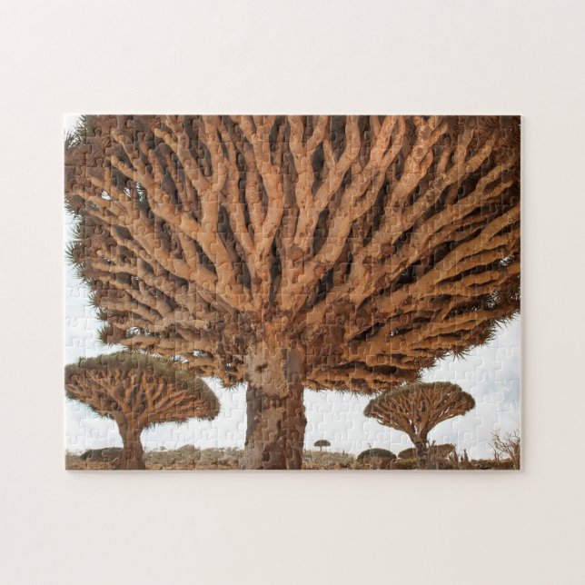Dragon Blood Tree, Socotra Island, Yemen Jigsaw Puzzle (Horizontal)