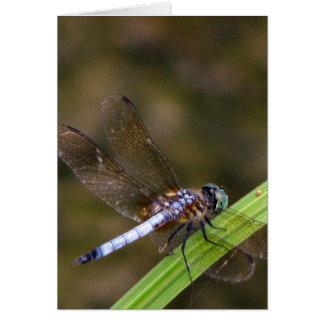 Dragon fly