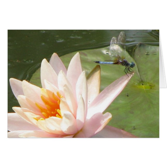 Dragon fly (Front Horizontal)