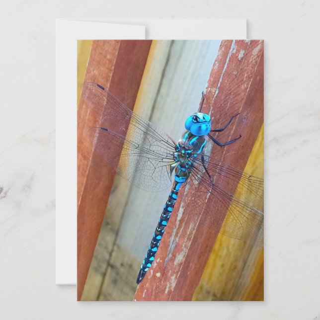Dragon Fly 5 x 7 Expression/Greeting card (Front)