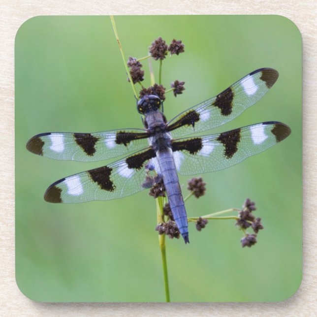 Dragon fly perched on grass, Canada Coaster (Front)