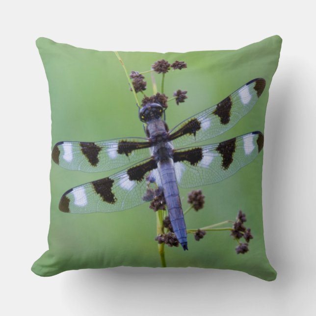 Dragon fly perched on grass, Canada Cushion (Front)