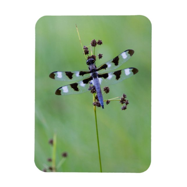 Dragon fly perched on grass, Canada Magnet (Vertical)