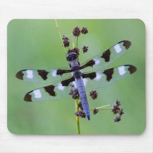 Dragon fly perched on grass, Canada Mouse Mat (Front)