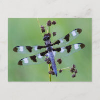 Dragon fly perched on grass, Canada