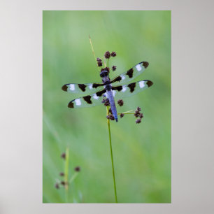 Dragon fly perched on grass, Canada Poster