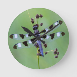 Dragon fly perched on grass, Canada Round Clock