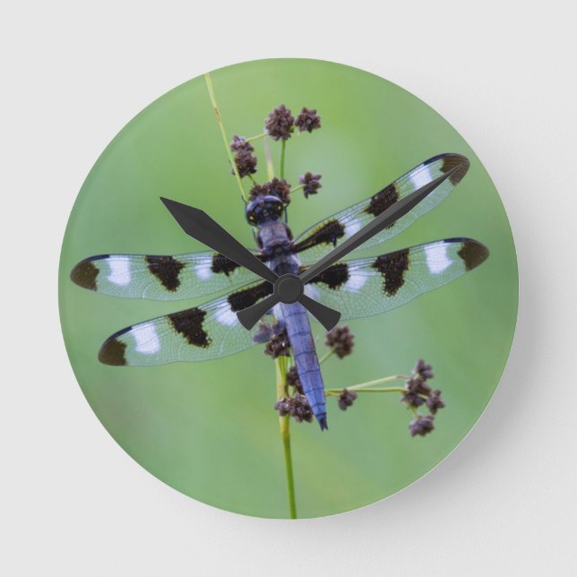 Dragon fly perched on grass, Canada Round Clock (Front)