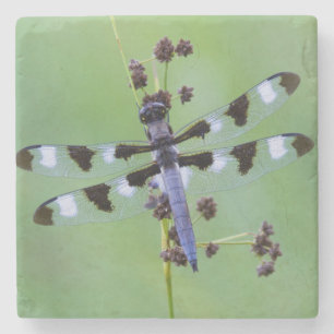 Dragon fly perched on grass, Canada Stone Coaster