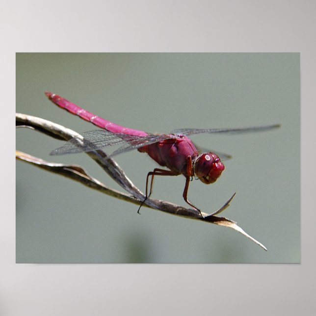 Dragon Fly Poster (Front)