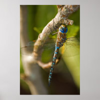 Dragon Fly