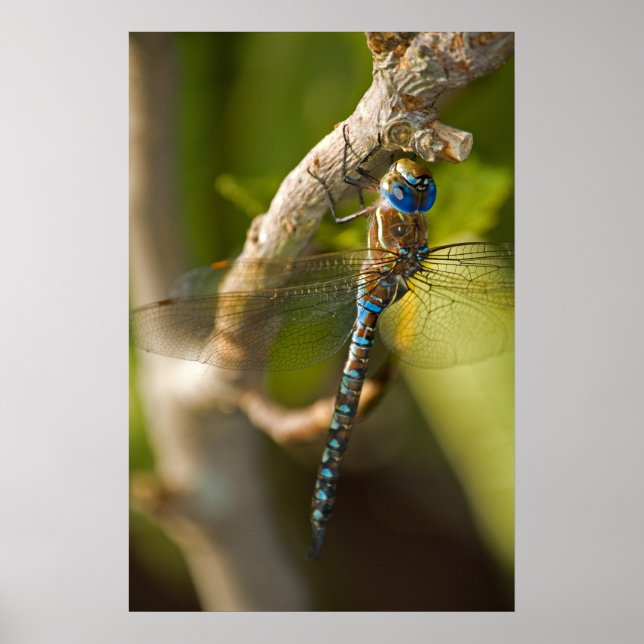 Dragon Fly Poster (Front)