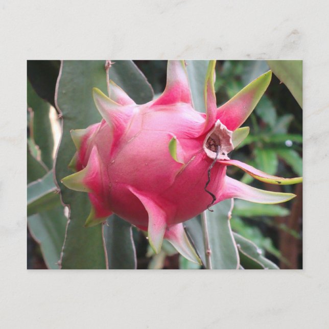 Dragon Fruit growing Postcard (Front)